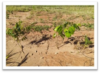 Foto Ação: Equipes da ARCP fazem manutenção em área plantada no sistema de muvuca na Fazenda Isadora