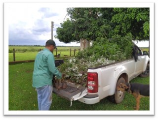 Foto Ação: Equipes da ARCP fazem o plantio de 4 mil mudas nativas na fazenda Velho Saltinho e na estância Dois Irmãos